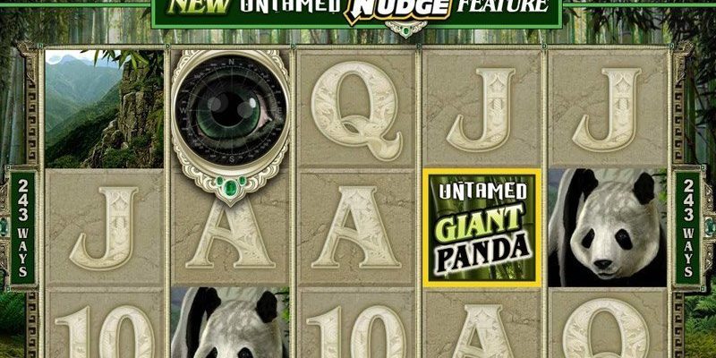 Untamed Giant Panda
