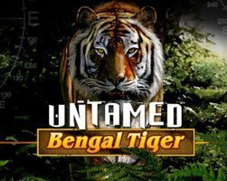 Untamed Bengal Tiger